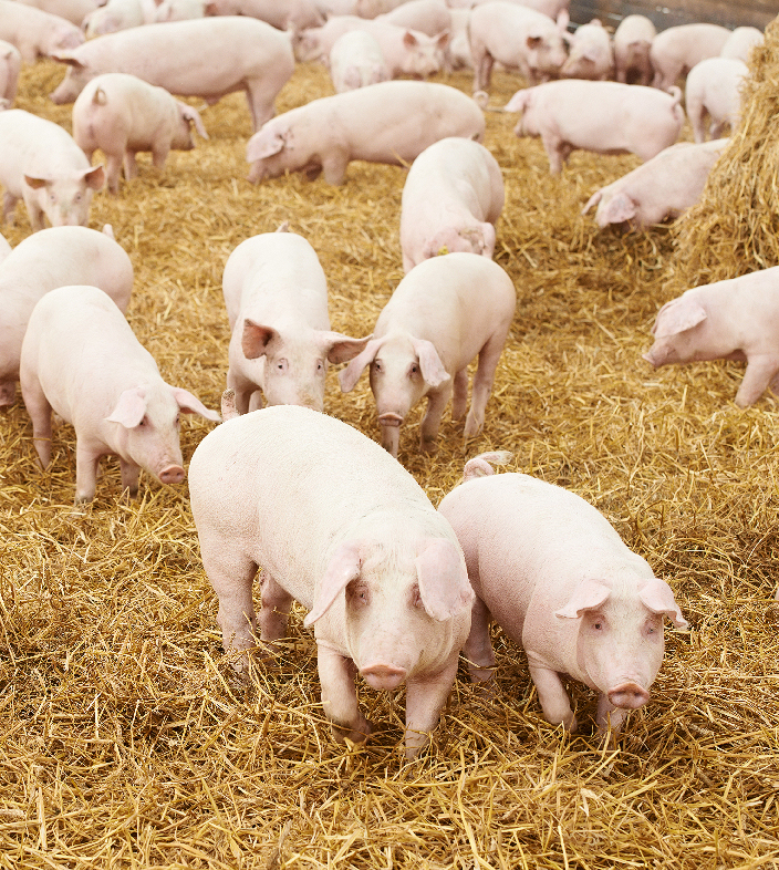 Allevamento locale di maiali su pavimento di fieno pulito. Animali sani e ben curati vivono in quest'ambiente con alti standard di livello igienico