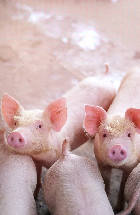 Allevamento locale di maiali su pavimento di fieno pulito. Animali sani e ben curati vivono in quest'ambiente con alti standard di livello igienico